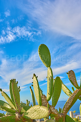 Buy stock photo Closeup of cactus flowers and plants on mountain side in South Africa, Western Cape with ocean background. Landscape of beautiful green indigenous African cacti with ocean view and bright blue sky  