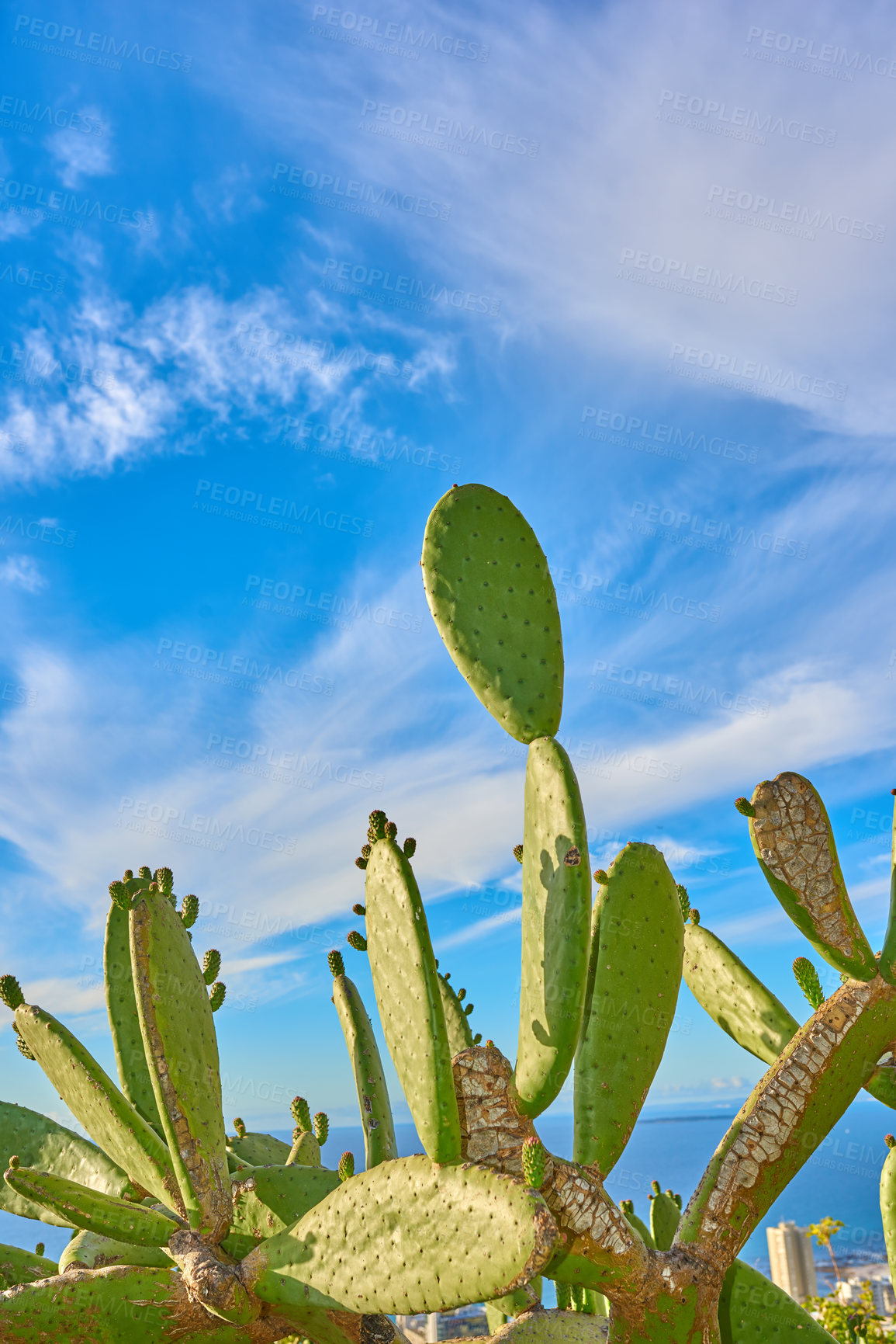Buy stock photo Closeup of cactus flowers and plants on mountain side in South Africa, Western Cape with ocean background. Landscape of beautiful green indigenous African cacti with ocean view and bright blue sky  