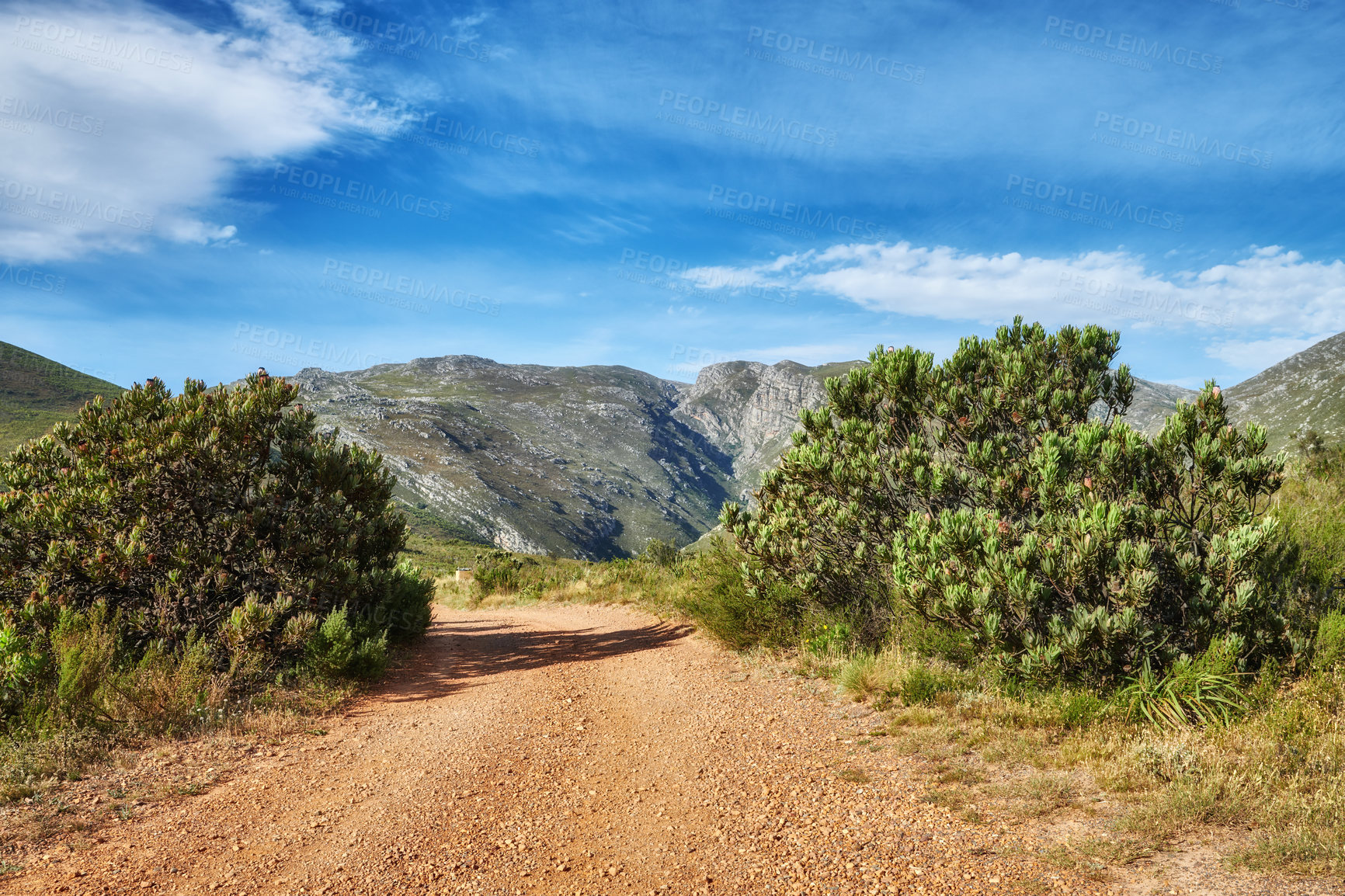 Buy stock photo Dirt road leading to mountains with lush green plants and bushes growing along the path with a blue sky background. Landscape view of quiet scenery in a beautiful nature reserve with copy space