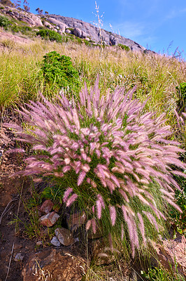 Buy stock photo Closeup of purple and white wild flower or plant growing on a mountainside. Landscape of South Africa's colourful and vibrant flora in its natural environment on a sunny day
