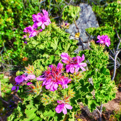 Buy stock photo Pink mesembryanthem fynbos flowers growing on Table Mountain, Cape Town in South Africa. Green bushes and dry shrubs with flora and plants in a serene and uncultivated nature reserve in summer