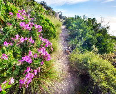 Buy stock photo Mountain trail - Table Mountain National Park, Cape Town, Western Province, South Africa