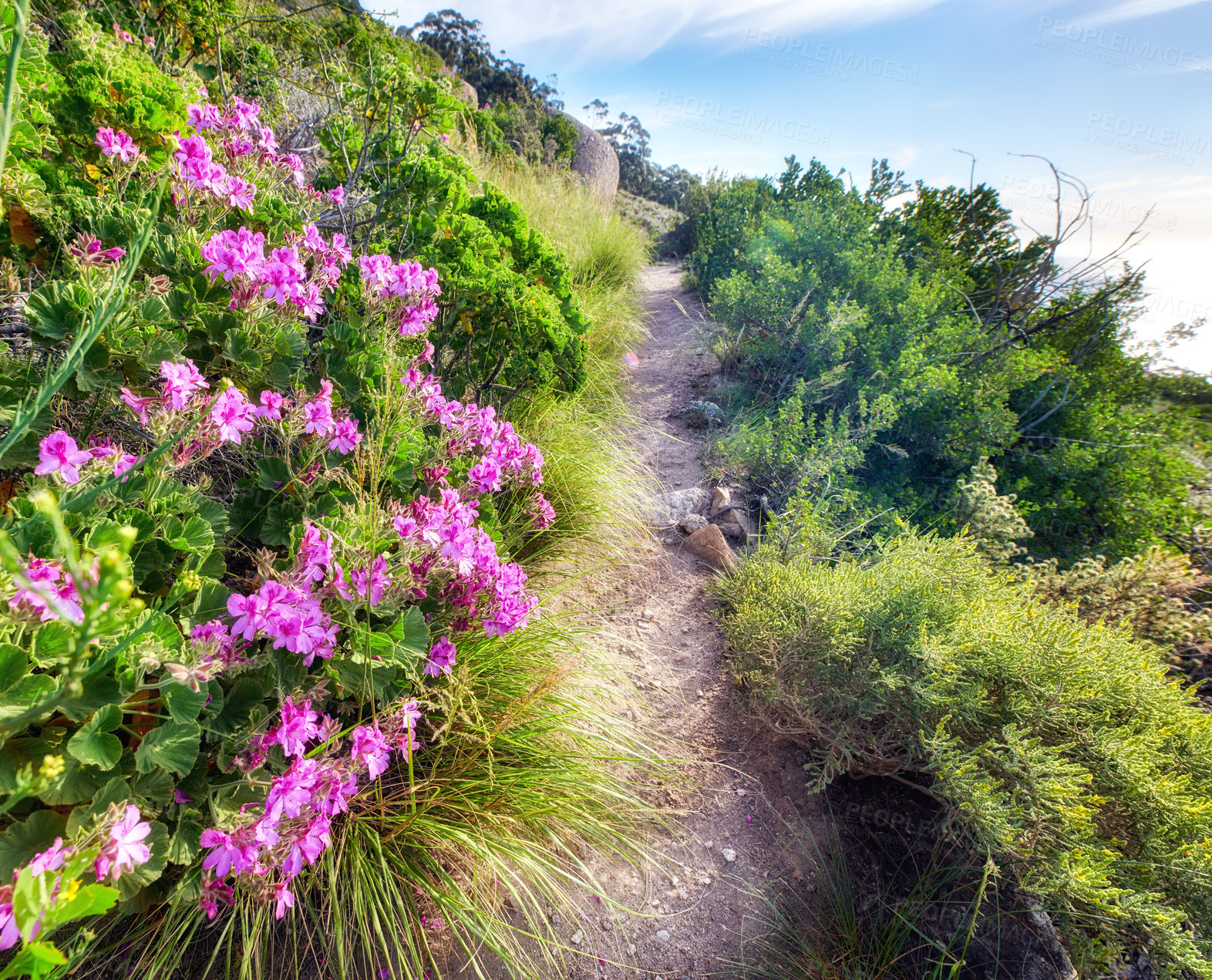 Buy stock photo Mountain trail - Table Mountain National Park, Cape Town, Western Province, South Africa