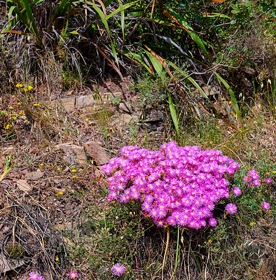 Buy stock photo Beautiful bunch of wild trailing ice plants in quiet forest. Lush green bushes and leaves growing in a peaceful park. Serene beauty in nature with patterns of vibrant pink flowers in soothing nature