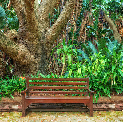 Buy stock photo Wooden bench on a pathway in a botanical garden in Cape Town, South Africa. A quiet park to enjoy nature and enjoy adventure travels. Find tranquility and rest amongst the green trees, natural fauna