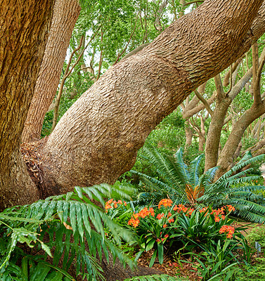Buy stock photo Green ferns and big wild trees growing in lush Kirstenbosch Botanical Gardens in Cape Town on a sunny day outdoors in spring. Closeup of vibrant orange flowers and leafy plants blooming in nature
