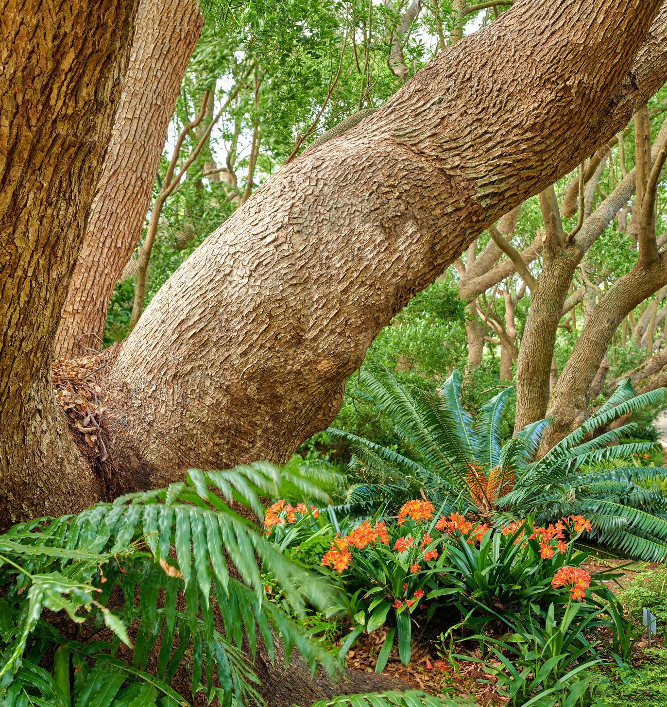 Buy stock photo Green ferns and big wild trees growing in lush Kirstenbosch Botanical Gardens in Cape Town on a sunny day outdoors in spring. Closeup of vibrant orange flowers and leafy plants blooming in nature
