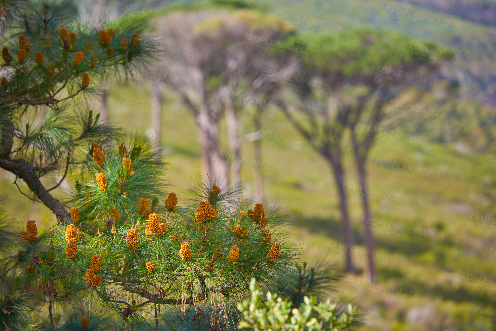 Buy stock photo Pine trees growing in a nature park or lush spring forest. The flora and fauna around mountainside in South Africa, Western Cape. Aleppo plant with buds and needle like leaves in remote enviroment 