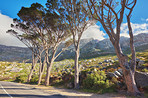 Trails of Table Mountain National Park