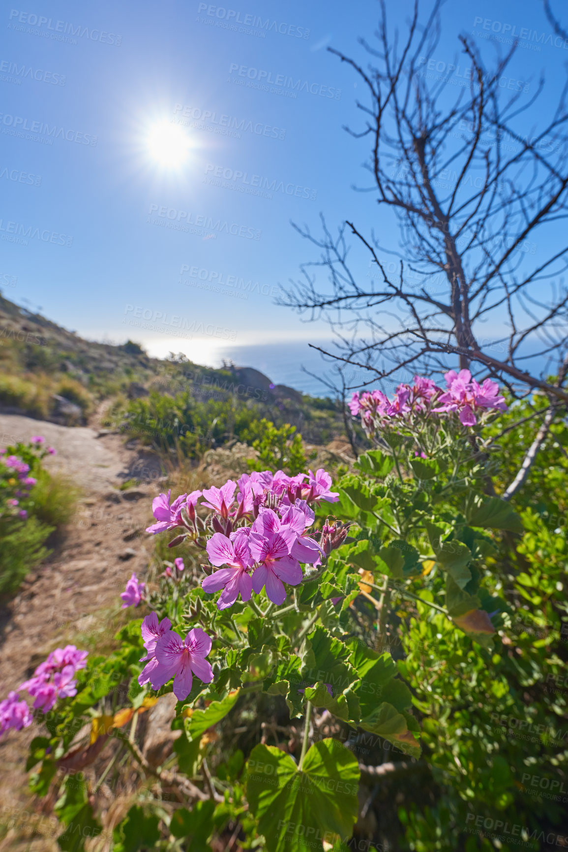 Buy stock photo Beautiful pelargonium flowers on a hiking trail with a blue sky, sunshine and ocean in the background. Many purple, pink and green cranesbill flowering plants on a nature explore path with copy space