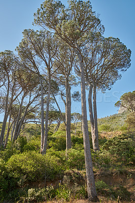 Buy stock photo Pine trees in a wild forest on a sunny day. Nature landscape of plants and bushes growing on a green hill with a blue sky background. Lush mountain tree growth in an eco friendly environment
