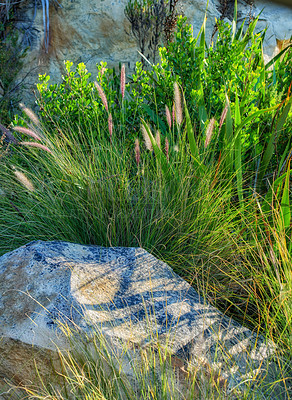 Buy stock photo Closeup of Crimson fountain grass on a mountain in Western Cape, South African. Lush green bushes and weeds growing in harmony on a peaceful, sunny morning. Tranquil beauty in nature on a quiet hill