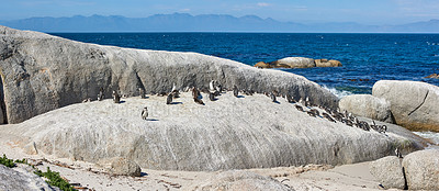 Buy stock photo Penguins on the rocks at Boulders Beach in South Africa. Flightless birds playing and relaxing on a secluded and empty beach in summer. Animals on a popular tourist seaside attraction in Cape Town