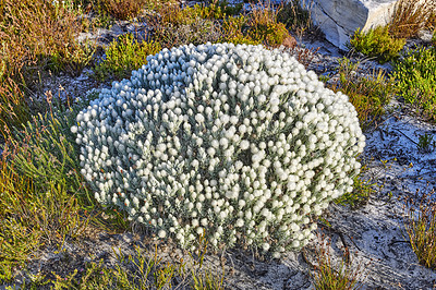 Buy stock photo Silver Everlasting (Syncarpha vestita) flower. Growing up to 1m tall, this compact, much-branched shrublet has soft woody stems and branches and a thick covering of grey-woolly hairs that feels like felt- Location of photo: the wilderness of Cape Point National Park, Western Cape, South Africa