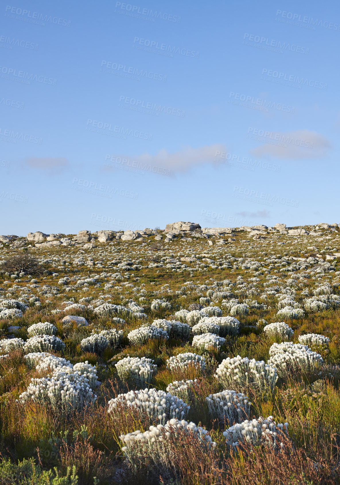 Buy stock photo Silver Everlasting (Syncarpha vestita) flower. Growing up to 1m tall, this compact, much-branched shrublet has soft woody stems and branches and a thick covering of grey-woolly hairs that feels like felt- Location of photo: the wilderness of Cape Point National Park, Western Cape, South Africa