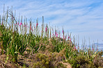 Flowers, plants and trees on mountain side in South Africa