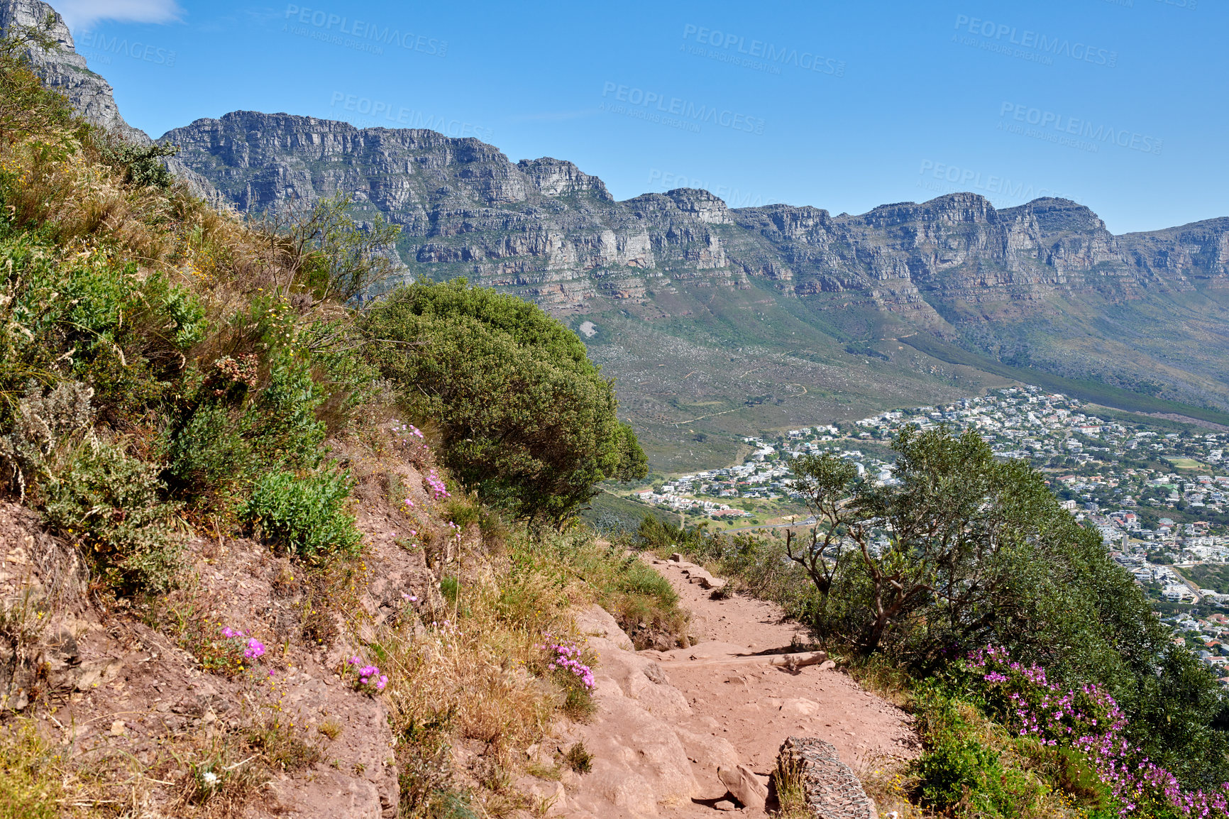 Buy stock photo Scenic views, plants and vegetation on a mountain trail on Lion's Head, Table Mountain in Cape Town, South Africa. Beautiful landscape scenery of greenery and plants next to a walking path in nature
