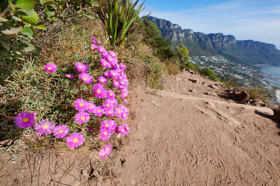 Buy stock photo Colorful pink flowers on a hiking trail along the mountain. 
Vibrant mesembryanthemums or vygies from the aizoaceae species growing on dry sandy land in a natural environment on Lion's Head Cape Town