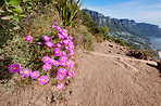 Mountain trails - Lion's Head and Table Mountaion