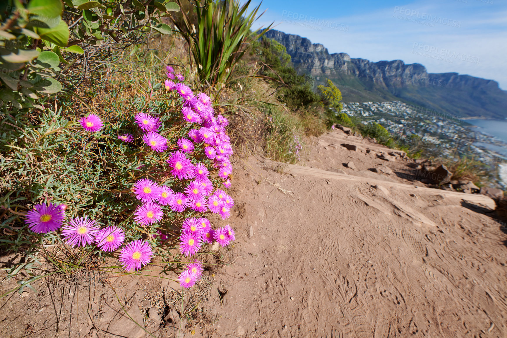 Buy stock photo Colorful pink flowers on a hiking trail along the mountain. 
Vibrant mesembryanthemums or vygies from the aizoaceae species growing on dry sandy land in a natural environment on Lion's Head Cape Town