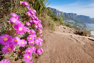 Buy stock photo Pink trailing iceplant flowers near a hiking trail with a view of the mountains and ocean in the background. Nature landscape of colorful plants growing in nature near a dirt road on Table Mountain