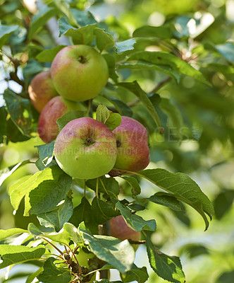 Buy stock photo Beautiful ripe apples ready to be harvested, growing in a backyard garden. Delicious fruit on a tree prepared to be picked as organic and fresh produce for sale. Juicy and healthy snack in nature