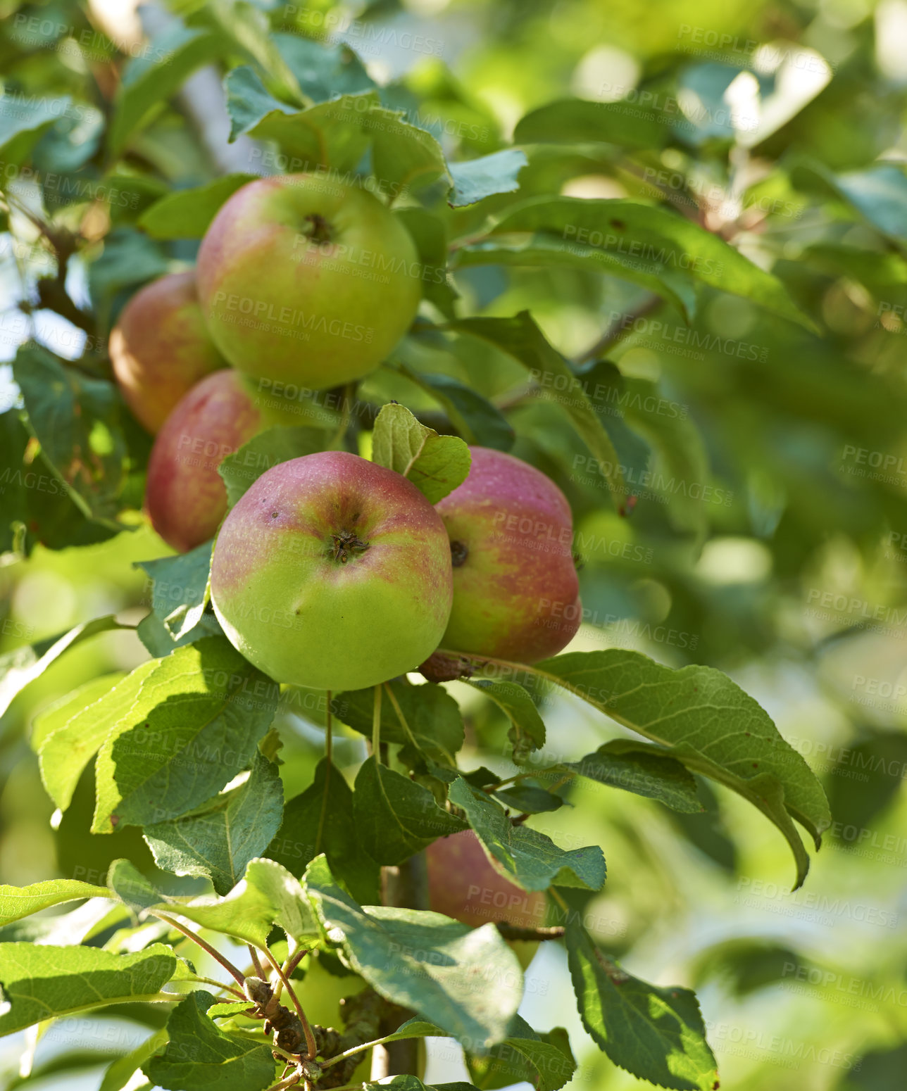 Buy stock photo Beautiful ripe apples ready to be harvested, growing in a backyard garden. Delicious fruit on a tree prepared to be picked as organic and fresh produce for sale. Juicy and healthy snack in nature