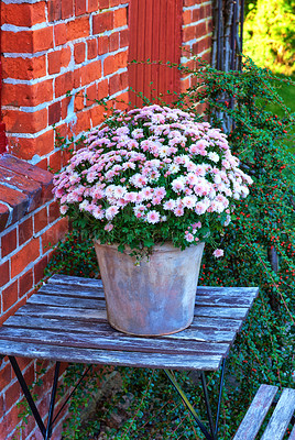 Buy stock photo Beautiful pink chrysanthemum flowers displayed in a bucket on a table in a backyard garden during summer. Pretty spring glowering plants growing and blossoming in a vase in a park or for decoration