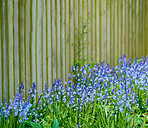 Garden in blue - Bluebell /Scilla siberica, 