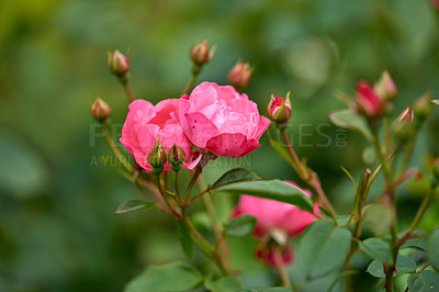 Buy stock photo A photo of a beautiful rose in the garden