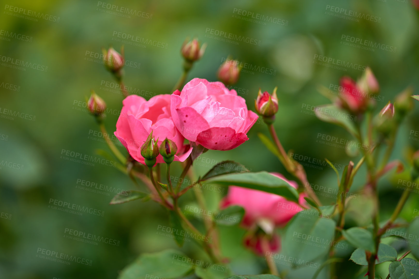 Buy stock photo A photo of a beautiful rose in the garden