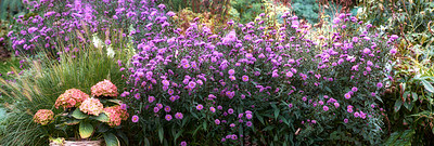 Buy stock photo A series of beautiful garden photos