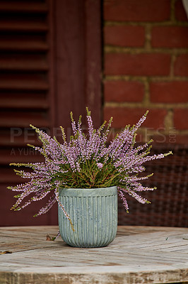 Buy stock photo A flower pot in the garden