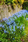 Garden in blue - Bluebell /Scilla siberica, 