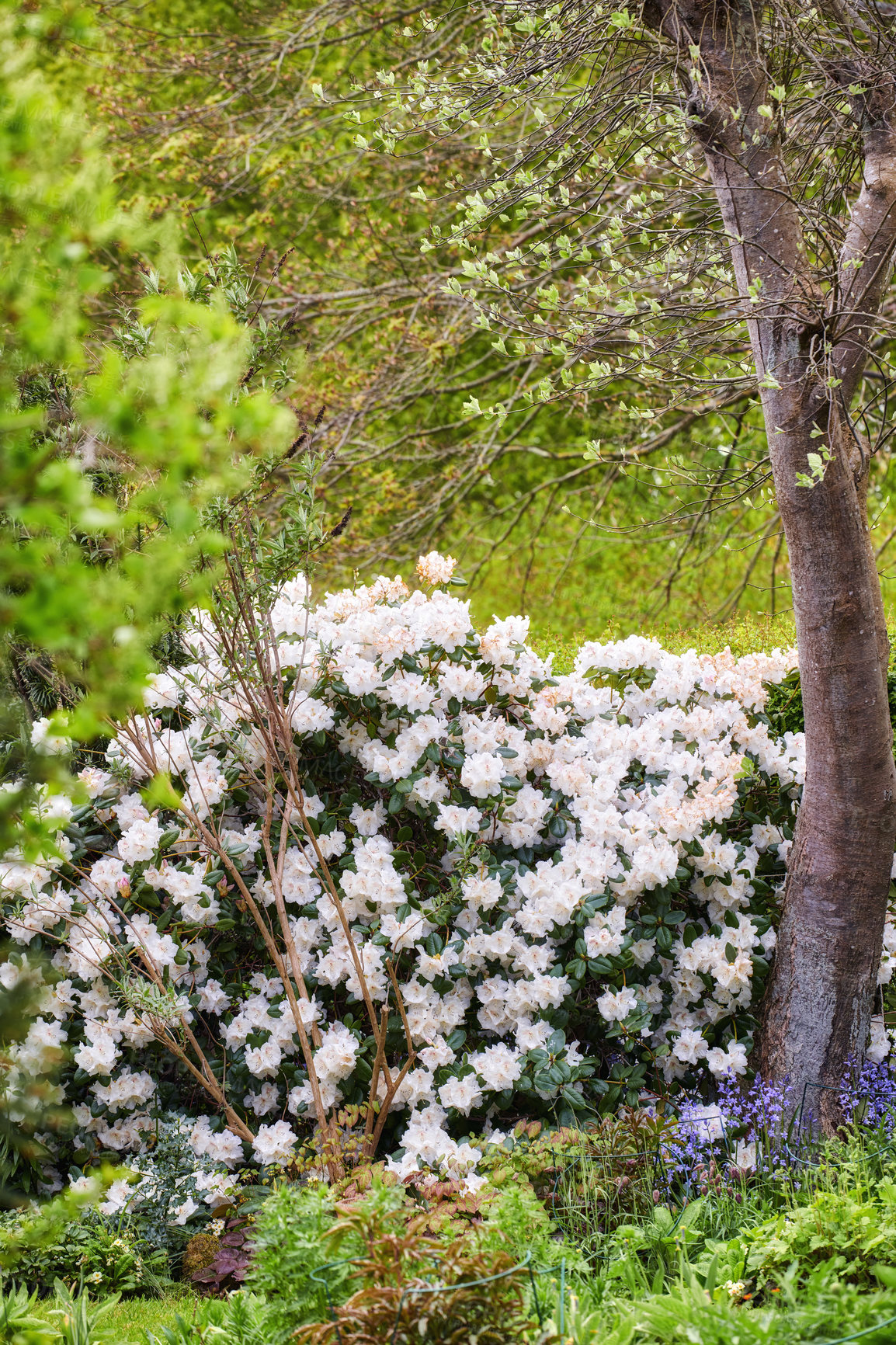 Buy stock photo White Rhododendron Flowers