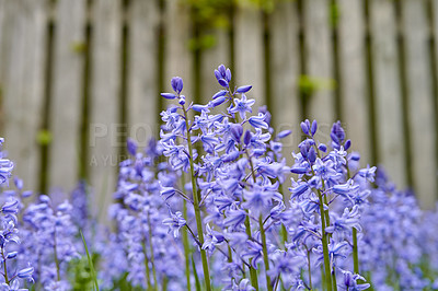 Buy stock photo Vibrant Bluebell flowers growing in a backyard garden of a home. Closeup detail beautiful bright purple plants bloom and blossom outdoors in a park on a summer or spring day