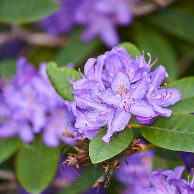 Buy stock photo Rhododendron Flowers in my garden