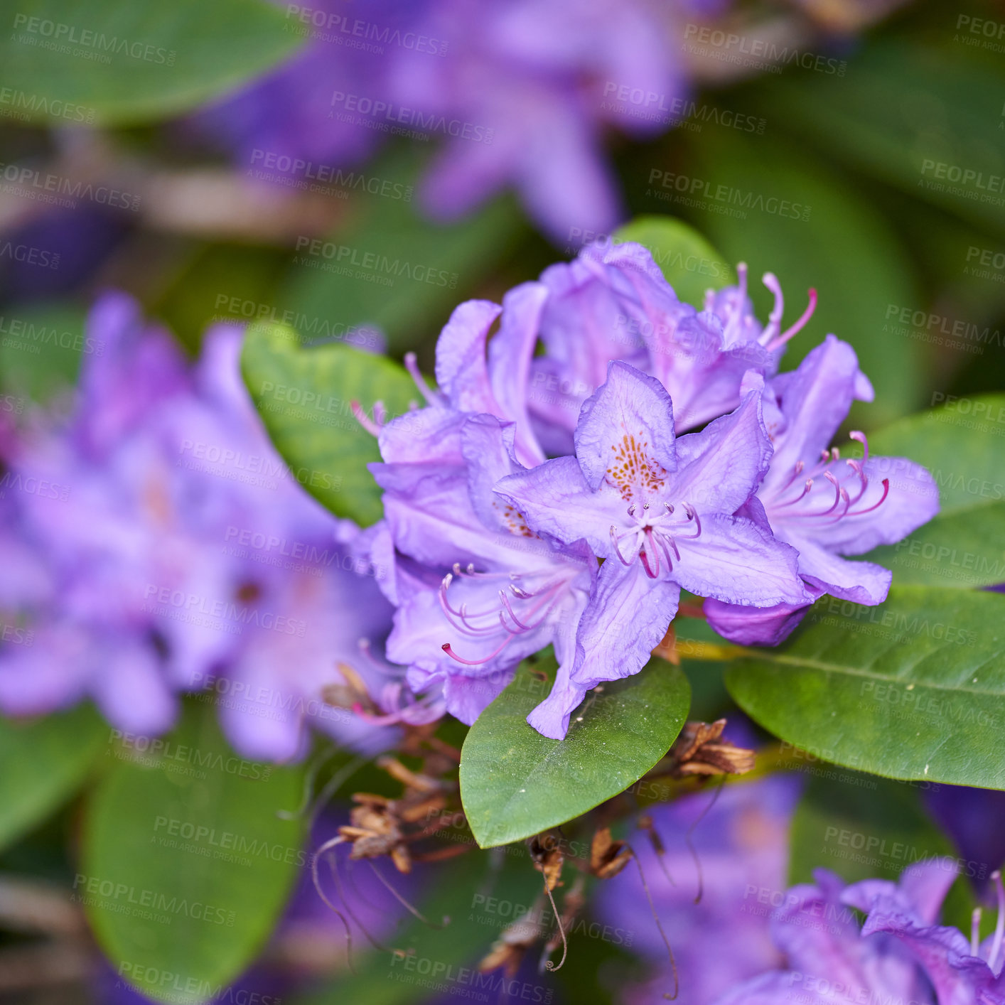 Buy stock photo Rhododendron Flowers in my garden