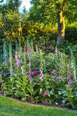 Buy stock photo Colorful foxgloves - digitalis purpurea 