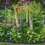 The foxgloves in the garden