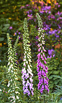 The foxgloves in the garden