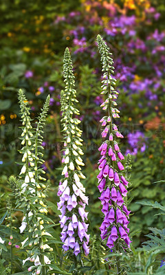 Buy stock photo Beautiful flowers growing in a backyard garden in summer. Purple foxgloves blooming and opening up in a nature park or on a field in spring. Digitalis purpurea plants blossoming in the countryside