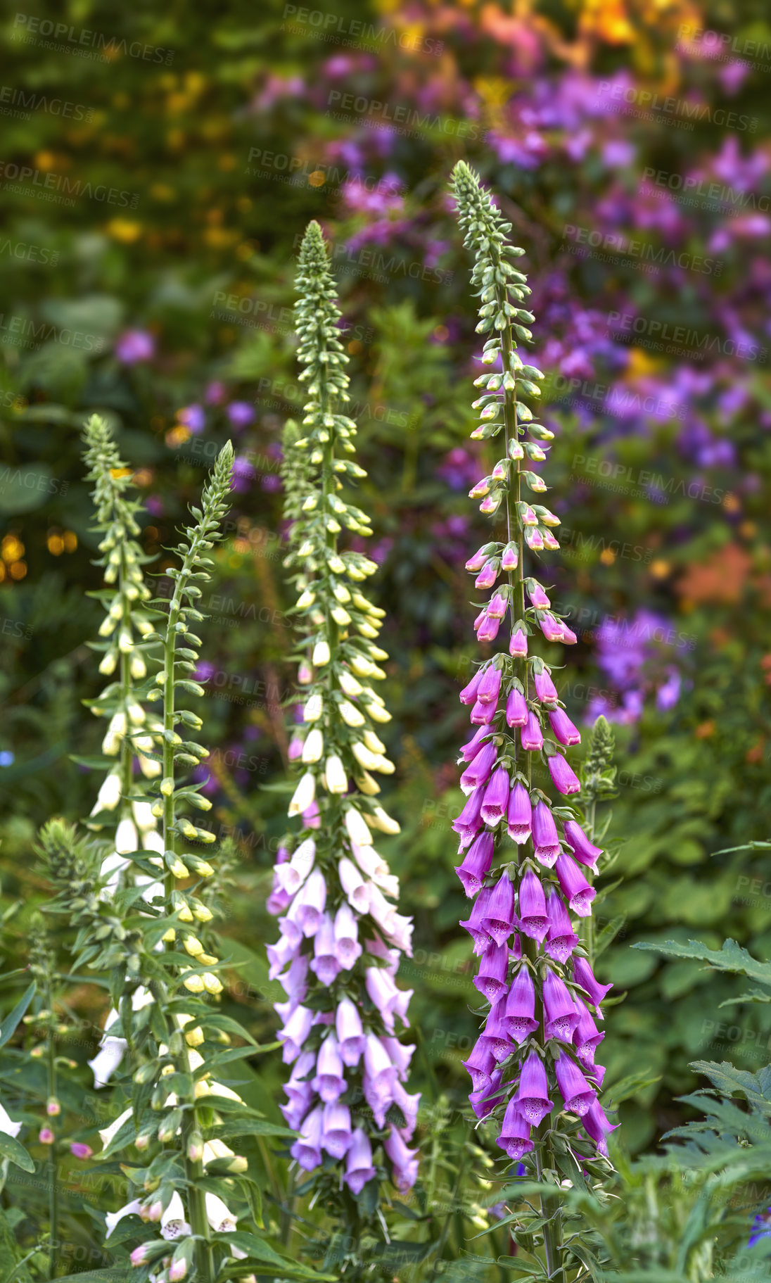 Buy stock photo Beautiful flowers growing in a backyard garden in summer. Purple foxgloves blooming and opening up in a nature park or on a field in spring. Digitalis purpurea plants blossoming in the countryside