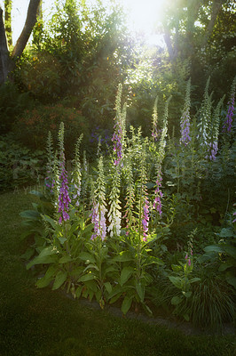 Buy stock photo Colorful foxgloves - digitalis purpurea 