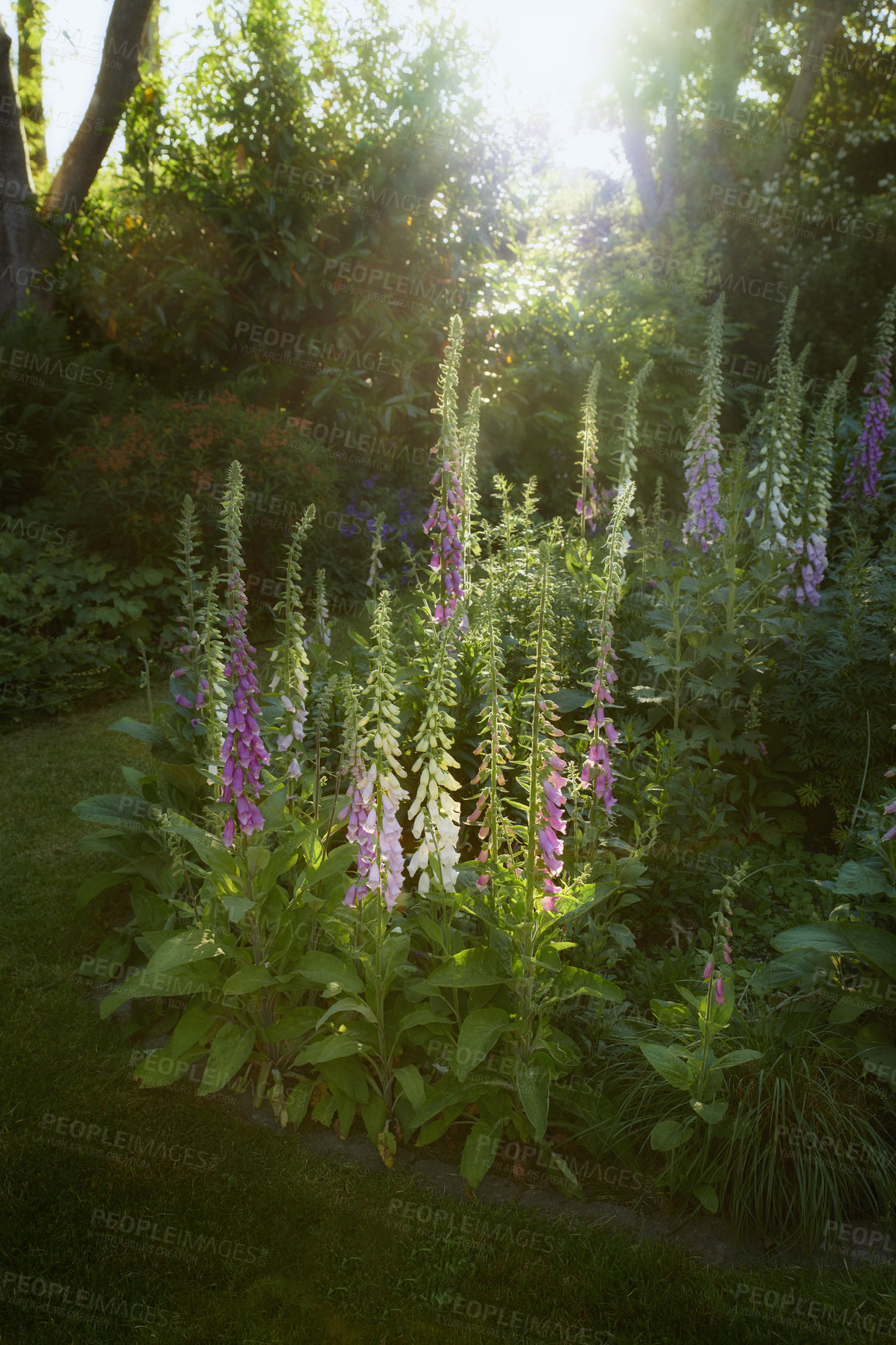 Buy stock photo Colorful foxgloves - digitalis purpurea 