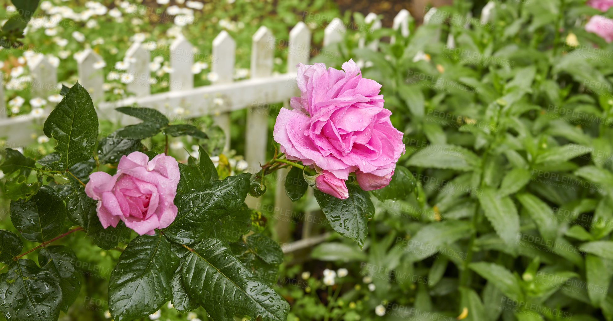 Buy stock photo Colorful pink flowers growing in a garden. Closeup of beautiful french roses or rosa gallica from the rosaceae species with vibrant petals blooming and blossoming in nature on a sunny day in spring