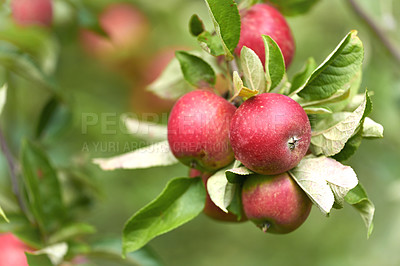 Buy stock photo Fresh apples in natural setting