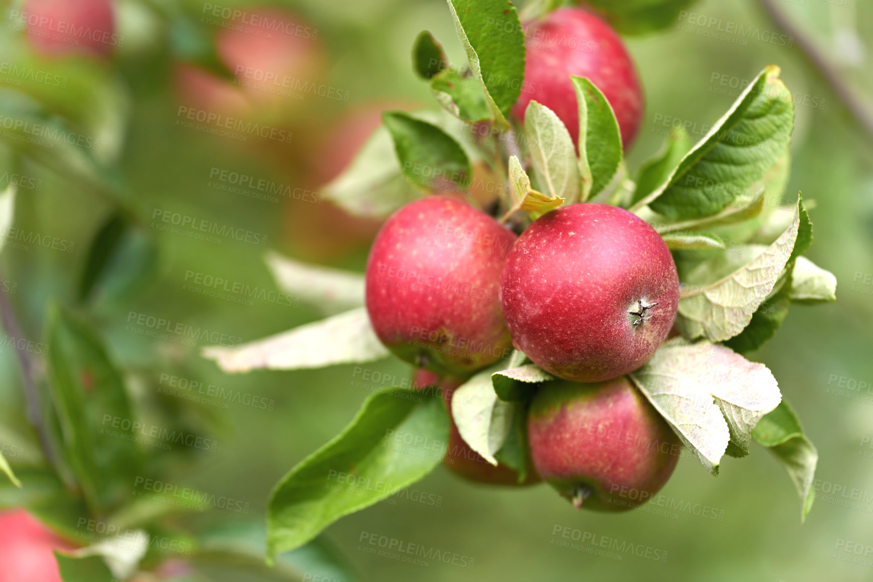 Buy stock photo Fresh apples in natural setting