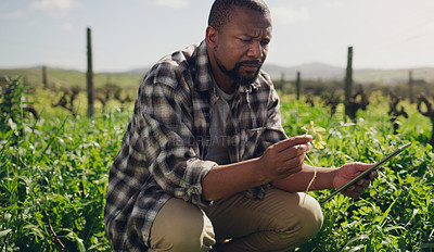 Buy stock photo Farm, tablet and a black man on a field for agriculture, sustainability or innovation during spring. Internet, crop research and a male farmer at work in the countryside for the harvest season