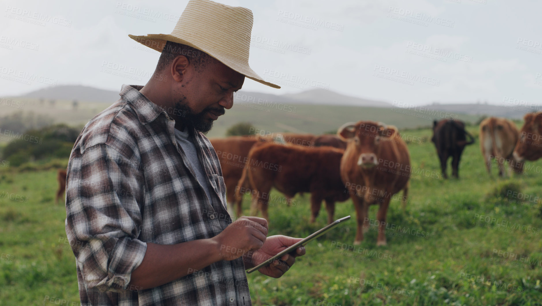 Buy stock photo Black man, farmer and cows with tablet in agriculture, production or monitoring natural growth in countryside. African male person or farming business with technology, livestock or cattle on farmland